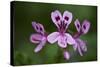 Clammy Crane's Bill, (Pelargonium Glutinosum) Flowers, Madeira, March 2009-Radisics-Stretched Canvas