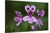 Clammy Crane's Bill, (Pelargonium Glutinosum) Flowers, Madeira, March 2009-Radisics-Stretched Canvas