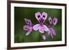 Clammy Crane's Bill, (Pelargonium Glutinosum) Flowers, Madeira, March 2009-Radisics-Framed Photographic Print