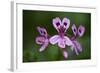 Clammy Crane's Bill, (Pelargonium Glutinosum) Flowers, Madeira, March 2009-Radisics-Framed Photographic Print