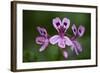 Clammy Crane's Bill, (Pelargonium Glutinosum) Flowers, Madeira, March 2009-Radisics-Framed Photographic Print