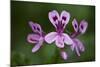 Clammy Crane's Bill, (Pelargonium Glutinosum) Flowers, Madeira, March 2009-Radisics-Mounted Photographic Print