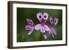 Clammy Crane's Bill, (Pelargonium Glutinosum) Flowers, Madeira, March 2009-Radisics-Framed Photographic Print