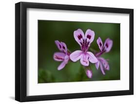 Clammy Crane's Bill, (Pelargonium Glutinosum) Flowers, Madeira, March 2009-Radisics-Framed Photographic Print