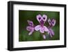 Clammy Crane's Bill, (Pelargonium Glutinosum) Flowers, Madeira, March 2009-Radisics-Framed Photographic Print