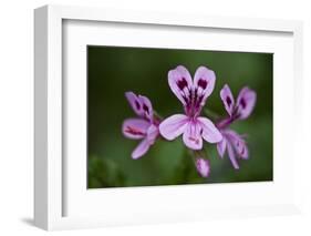 Clammy Crane's Bill, (Pelargonium Glutinosum) Flowers, Madeira, March 2009-Radisics-Framed Photographic Print