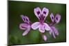 Clammy Crane's Bill, (Pelargonium Glutinosum) Flowers, Madeira, March 2009-Radisics-Mounted Photographic Print