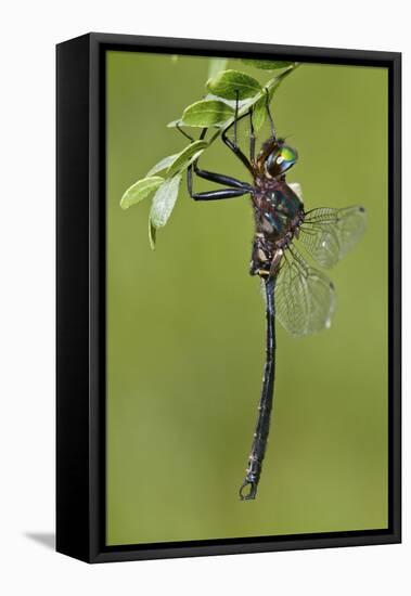 Clamp-Tipped Emerald Dragonfly Male, Reynolds Co., MO-Richard ans Susan Day-Framed Stretched Canvas