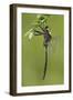 Clamp-Tipped Emerald Dragonfly Male, Reynolds Co., MO-Richard ans Susan Day-Framed Photographic Print