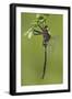 Clamp-Tipped Emerald Dragonfly Male, Reynolds Co., MO-Richard ans Susan Day-Framed Photographic Print