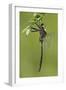 Clamp-Tipped Emerald Dragonfly Male, Reynolds Co., MO-Richard ans Susan Day-Framed Photographic Print