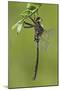 Clamp-Tipped Emerald Dragonfly Male, Reynolds Co., MO-Richard ans Susan Day-Mounted Photographic Print