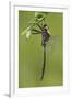 Clamp-Tipped Emerald Dragonfly Male, Reynolds Co., MO-Richard ans Susan Day-Framed Photographic Print