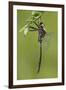 Clamp-Tipped Emerald Dragonfly Male, Reynolds Co., MO-Richard ans Susan Day-Framed Photographic Print