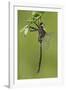 Clamp-Tipped Emerald Dragonfly Male, Reynolds Co., MO-Richard ans Susan Day-Framed Photographic Print