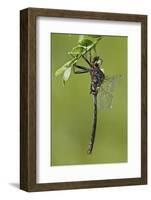 Clamp-Tipped Emerald Dragonfly Male, Reynolds Co., MO-Richard ans Susan Day-Framed Photographic Print