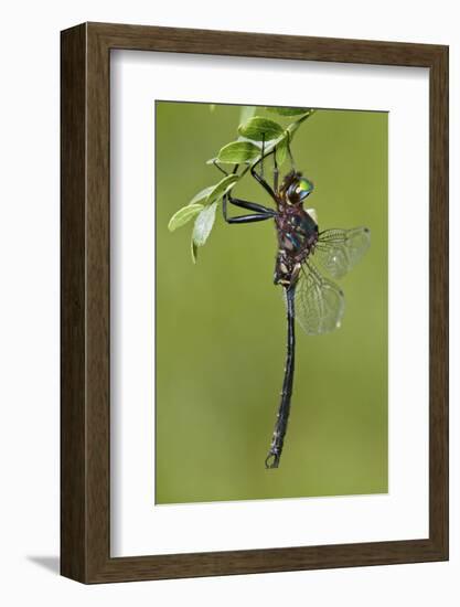 Clamp-Tipped Emerald Dragonfly Male, Reynolds Co., MO-Richard ans Susan Day-Framed Photographic Print