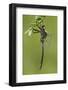 Clamp-Tipped Emerald Dragonfly Male, Reynolds Co., MO-Richard ans Susan Day-Framed Photographic Print