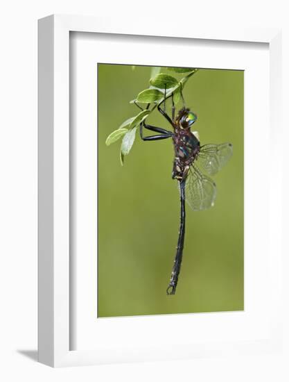 Clamp-Tipped Emerald Dragonfly Male, Reynolds Co., MO-Richard ans Susan Day-Framed Photographic Print