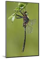 Clamp-Tipped Emerald Dragonfly Male, Reynolds Co., MO-Richard ans Susan Day-Mounted Photographic Print
