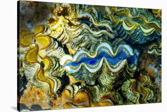 Clams, Cocos (Keeling) Islands, Indian Ocean, Asia-Lynn Gail-Stretched Canvas