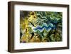 Clams, Cocos (Keeling) Islands, Indian Ocean, Asia-Lynn Gail-Framed Photographic Print