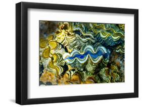 Clams, Cocos (Keeling) Islands, Indian Ocean, Asia-Lynn Gail-Framed Photographic Print