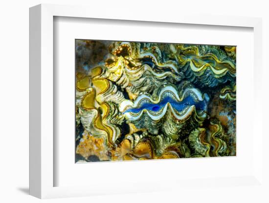 Clams, Cocos (Keeling) Islands, Indian Ocean, Asia-Lynn Gail-Framed Photographic Print