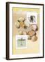 Clams-null-Framed Art Print