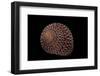 Clanculus Pharaonius-Paul Starosta-Framed Photographic Print