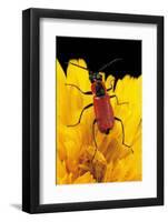 Clanoptilus Rufus-Paul Starosta-Framed Photographic Print