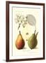 Clapp's Liebling Pears-null-Framed Art Print