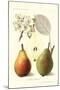 Clapp's Liebling Pears-null-Mounted Art Print