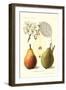 Clapp's Liebling Pears-null-Framed Art Print