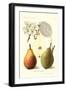 Clapp's Liebling Pears-null-Framed Art Print