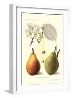 Clapp's Liebling Pears-null-Framed Art Print