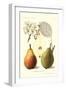 Clapp's Liebling Pears-null-Framed Art Print