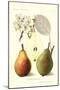 Clapp's Liebling Pears-null-Mounted Art Print