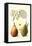 Clapp's Liebling Pears-null-Framed Stretched Canvas