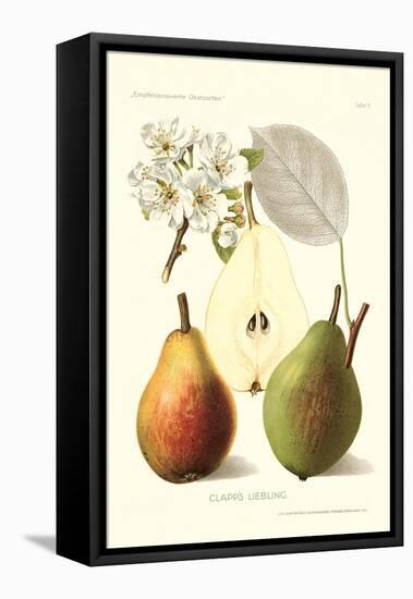 Clapp's Liebling Pears-null-Framed Stretched Canvas