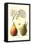 Clapp's Liebling Pears-null-Framed Stretched Canvas