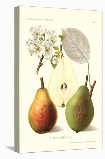 Clapp's Liebling Pears-null-Stretched Canvas