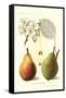 Clapp's Liebling Pears-null-Framed Stretched Canvas