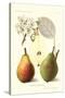 Clapp's Liebling Pears-null-Stretched Canvas