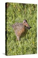 Clapper Rail with Crab in it's Bill-Hal Beral-Stretched Canvas