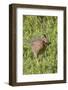 Clapper Rail with Crab in it's Bill-Hal Beral-Framed Photographic Print