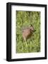 Clapper Rail with Crab in it's Bill-Hal Beral-Framed Photographic Print