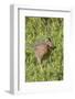 Clapper Rail with Crab in it's Bill-Hal Beral-Framed Photographic Print