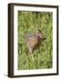 Clapper Rail with Crab in it's Bill-Hal Beral-Framed Photographic Print