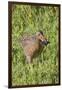 Clapper Rail with Crab in it's Bill-Hal Beral-Framed Photographic Print